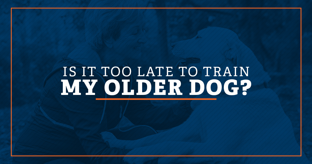 https://www.olk9md.com/wp-content/uploads/2021/08/01-Is-It-Too-Late-to-Train-My-Older-Dog-1.jpg