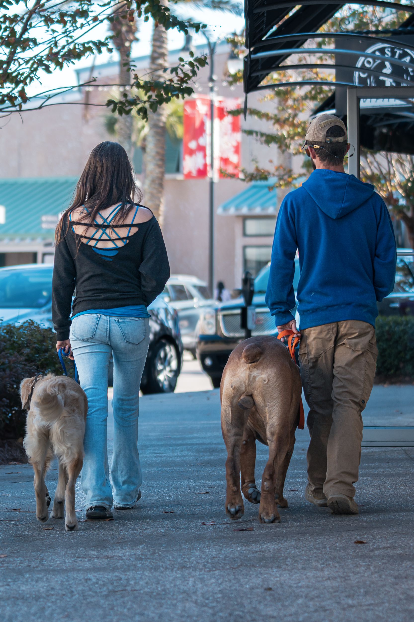 A woman and man walking two dogs on leashes