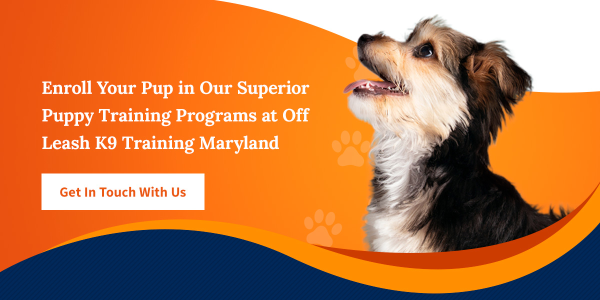 Enroll Your Puppy in Superior Training Programs at Off Leash K9 Training Maryland