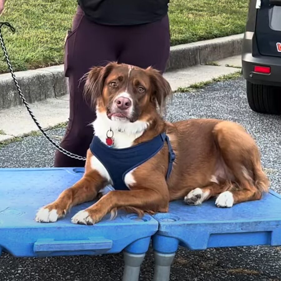 Dog participating in reactive dog training in Maryland