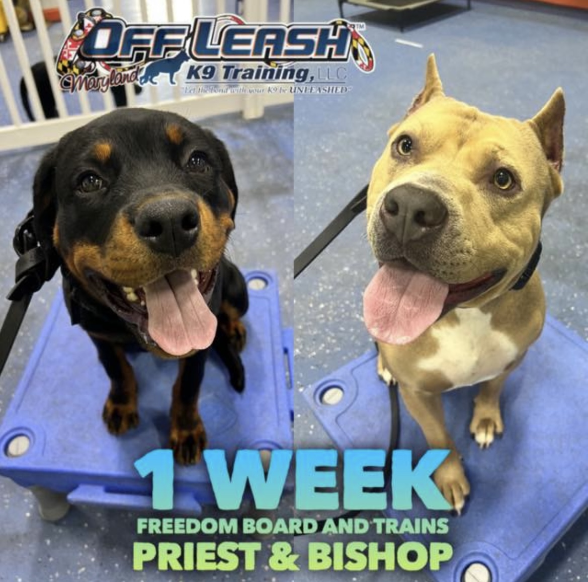 Dogs, Priest and Bishop, who completed our 1 week board and train program