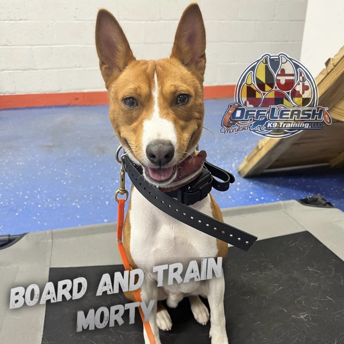 Dog named Morty who completed our 2 week board and train dog training