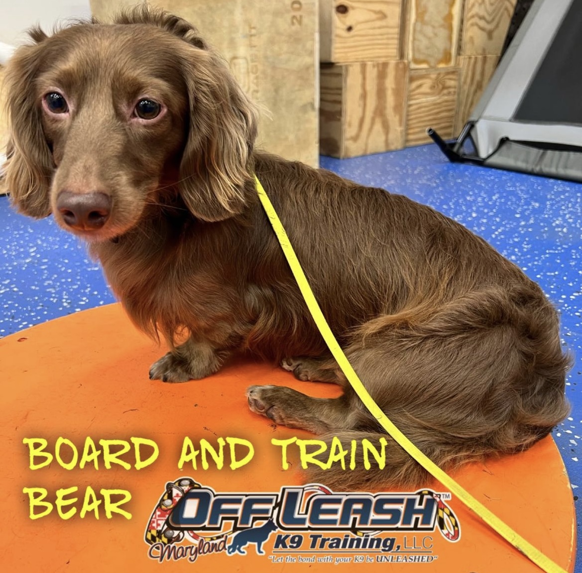 Dog named Bear who participated in the board and train dog training