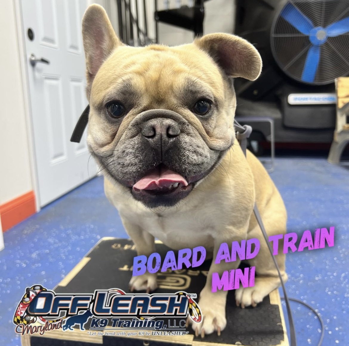 Dog named Mini who completed our board and train program in Maryland