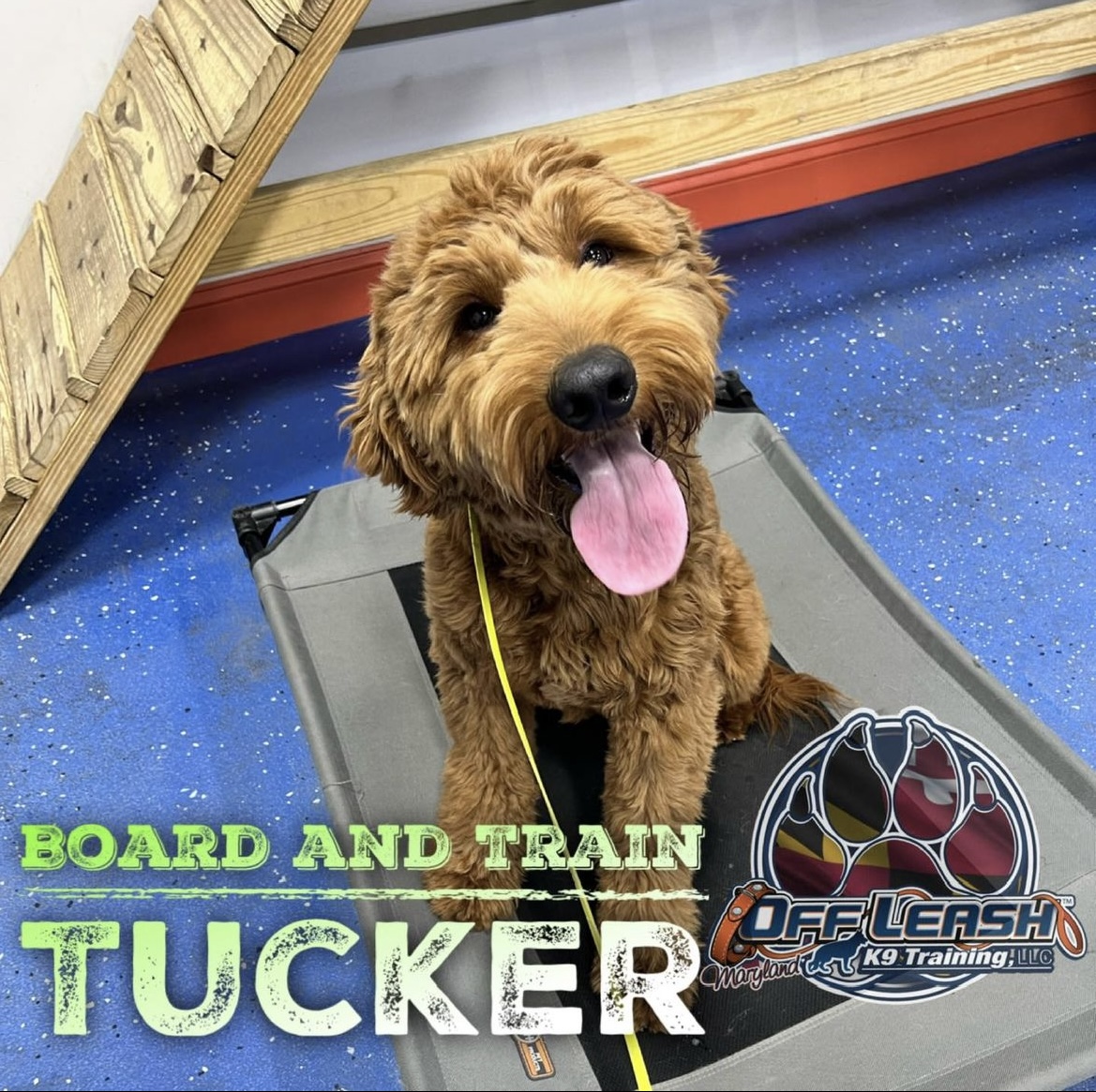 Dog named Tucker who completed the board and train program