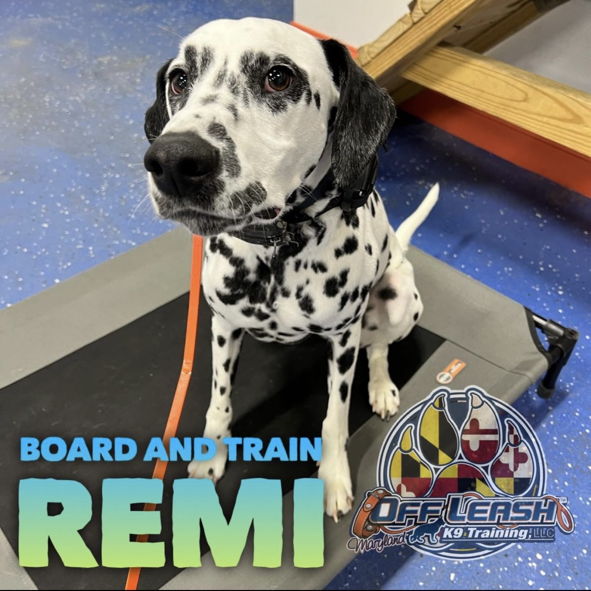 Dog named Remi who completed our k9 board and train in Maryland