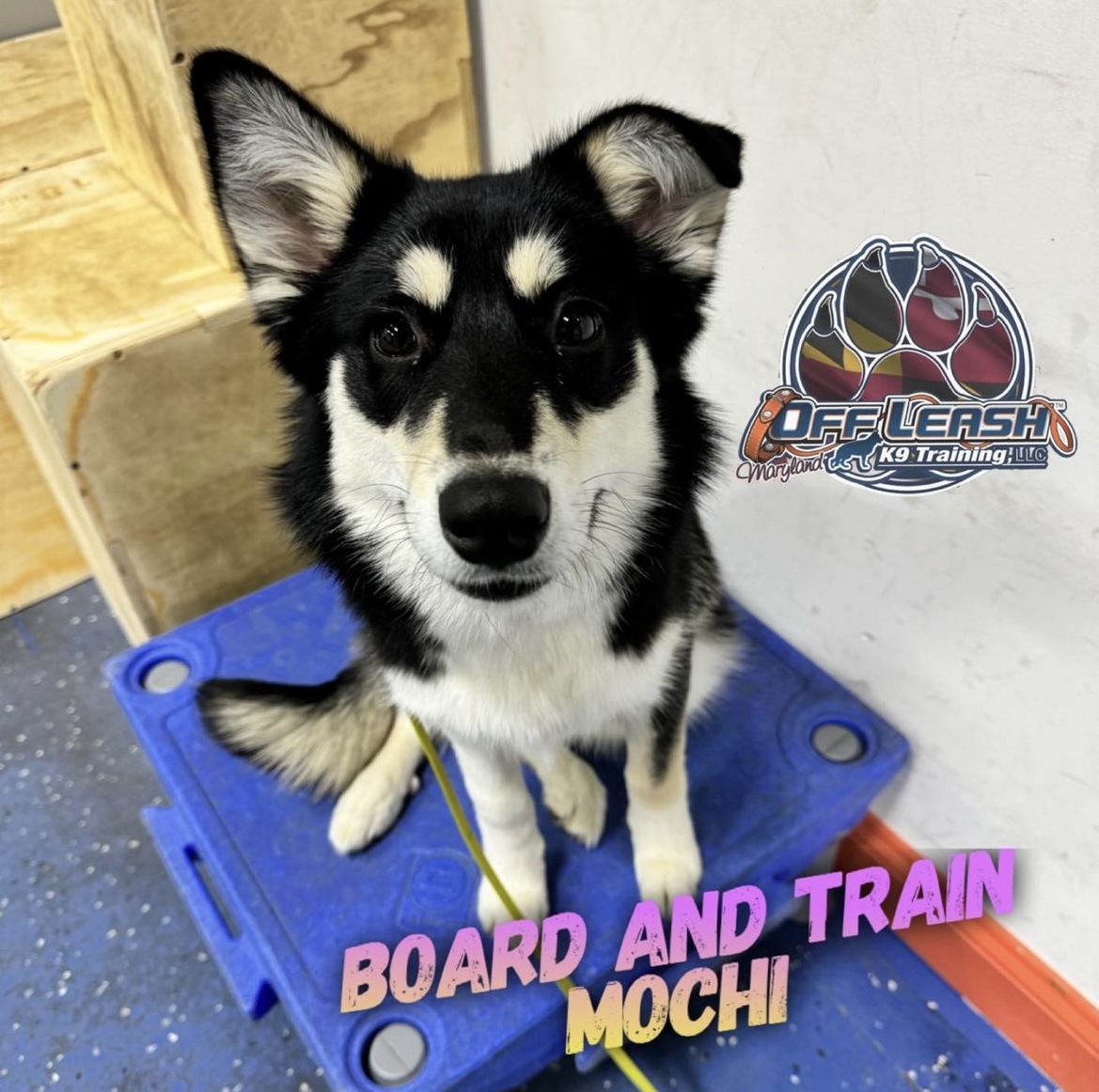 Dog named Mochi who completed our 2 week board and train dog training