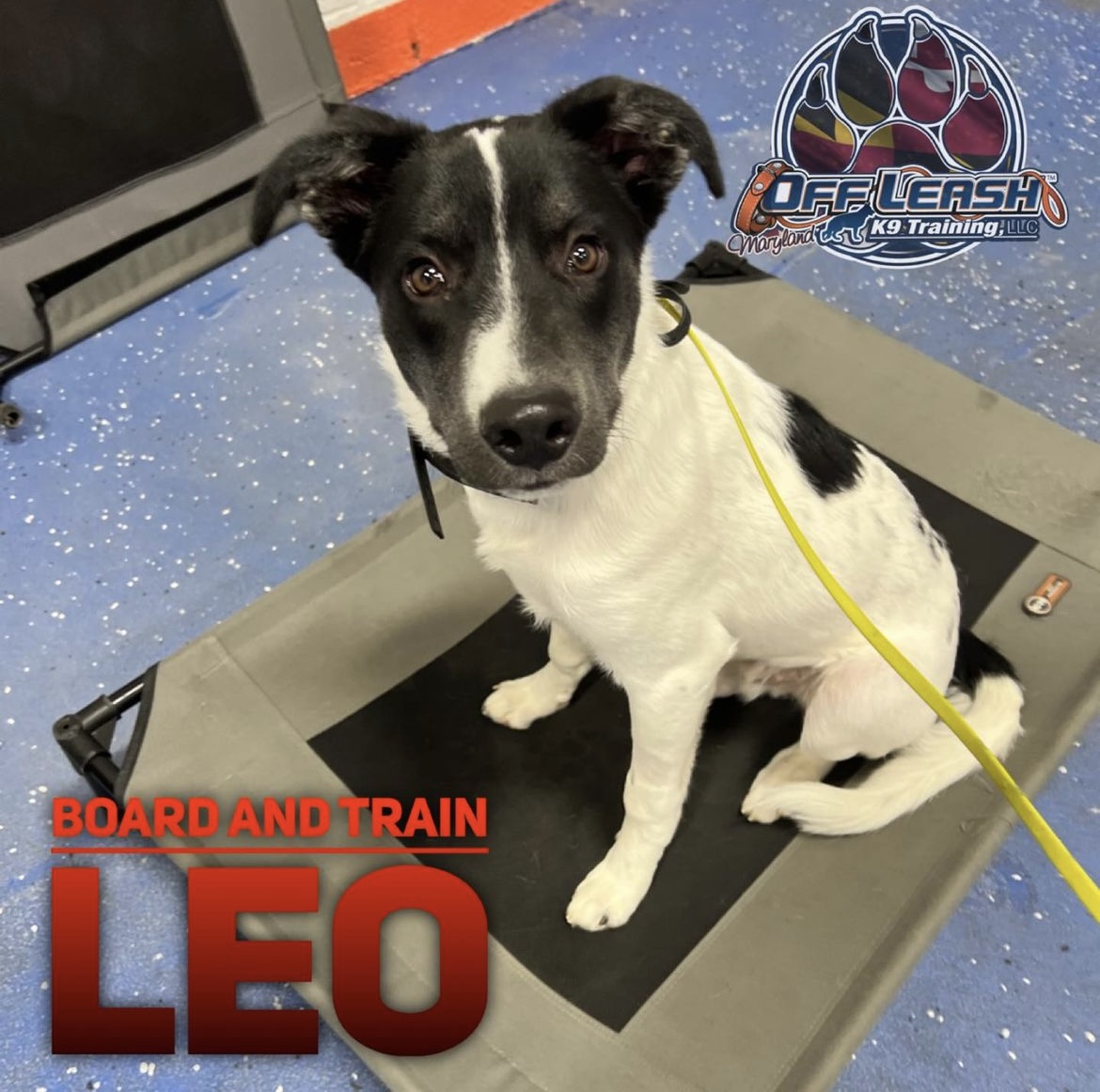 Dog named Leo who completed the board and train program