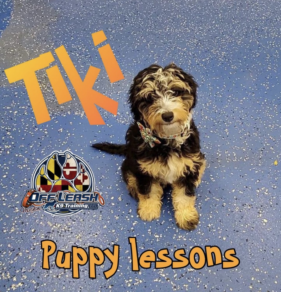 Puppy named Tiki who completed our puppy training lessons