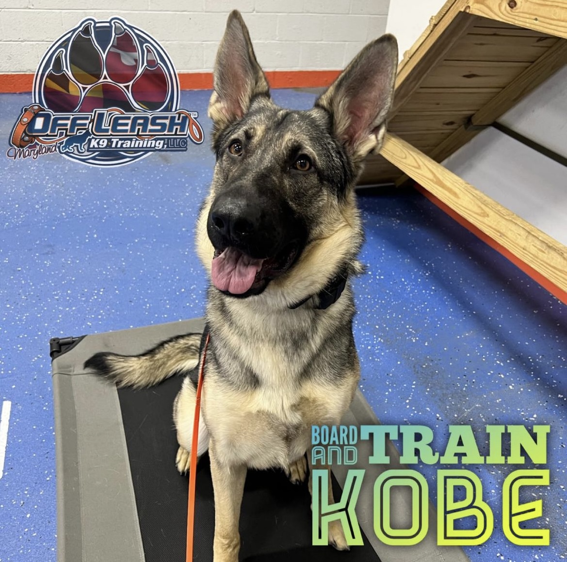 Dog named Kobe who completed our canine board and train program