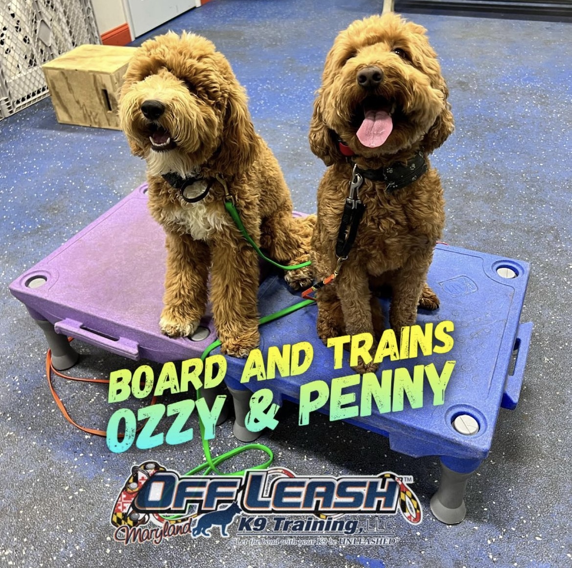 Dogs, Ozzy and Penny, who completed our 2 week board and train program