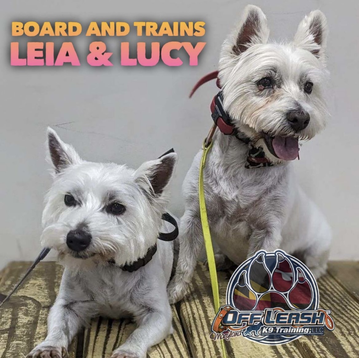 Two dogs, Leia and Lucy, who completed our canine board and train program
