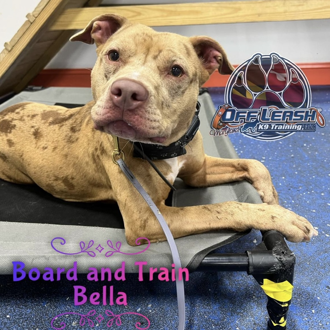 Dog named Bella who participated in our 2 week board and train program in Maryland