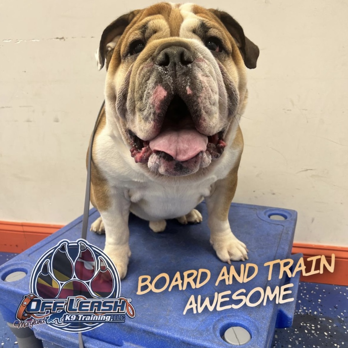 Dog named Awesome who completed our board and training program