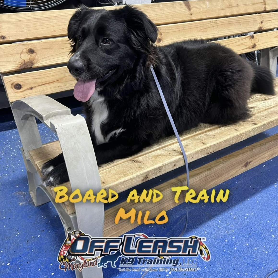Dog named Milo who completed our 2 week board and train program in Maryland