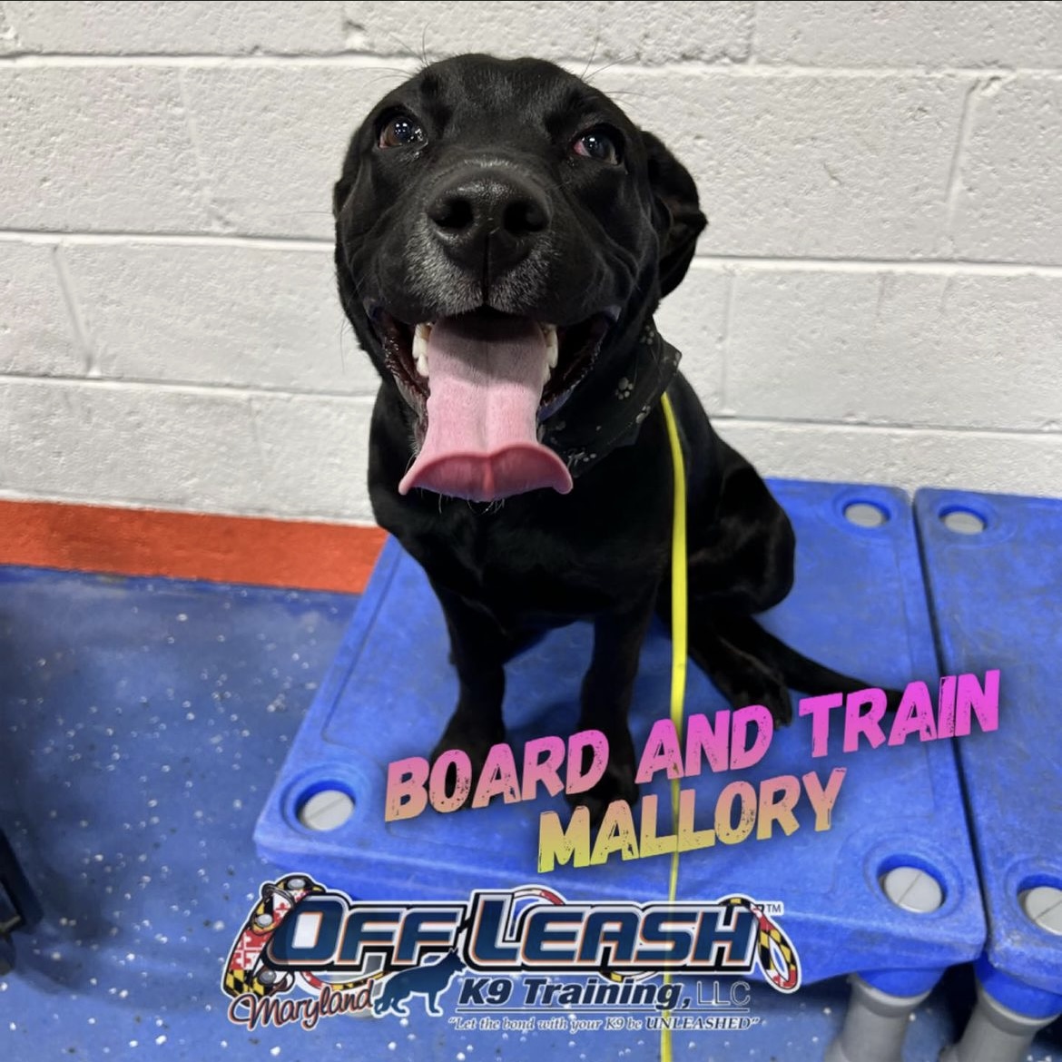 Dog named Mallory who completed our 2 week board and train program