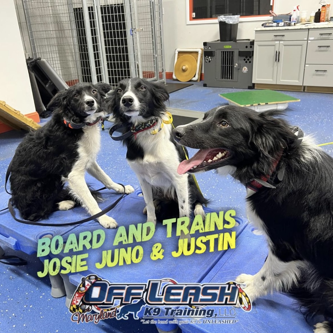 Dogs, Josie, Juno and Justin, participating in our board and train program