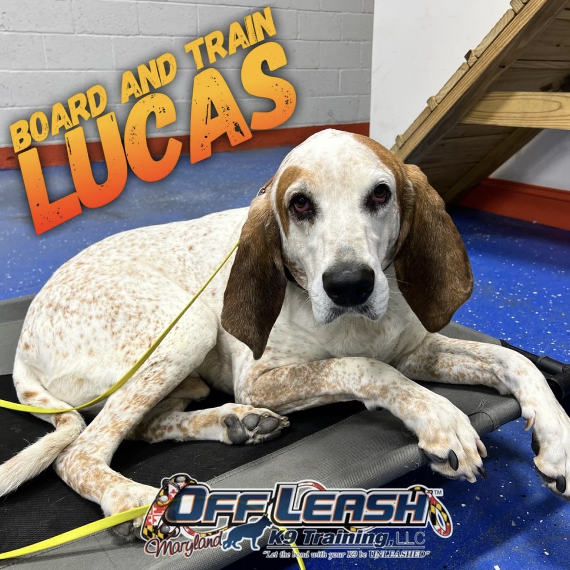 Dog named Lucas who completed our board and train portal for dogs
