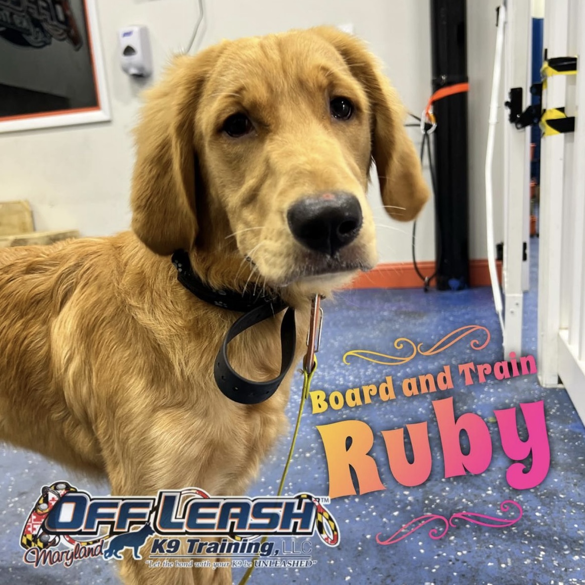 Dog named Ruby who participated in our Board and Train dog training program