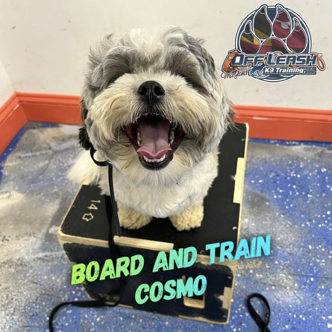 Dog named Cosmo who participated in our board and train program
