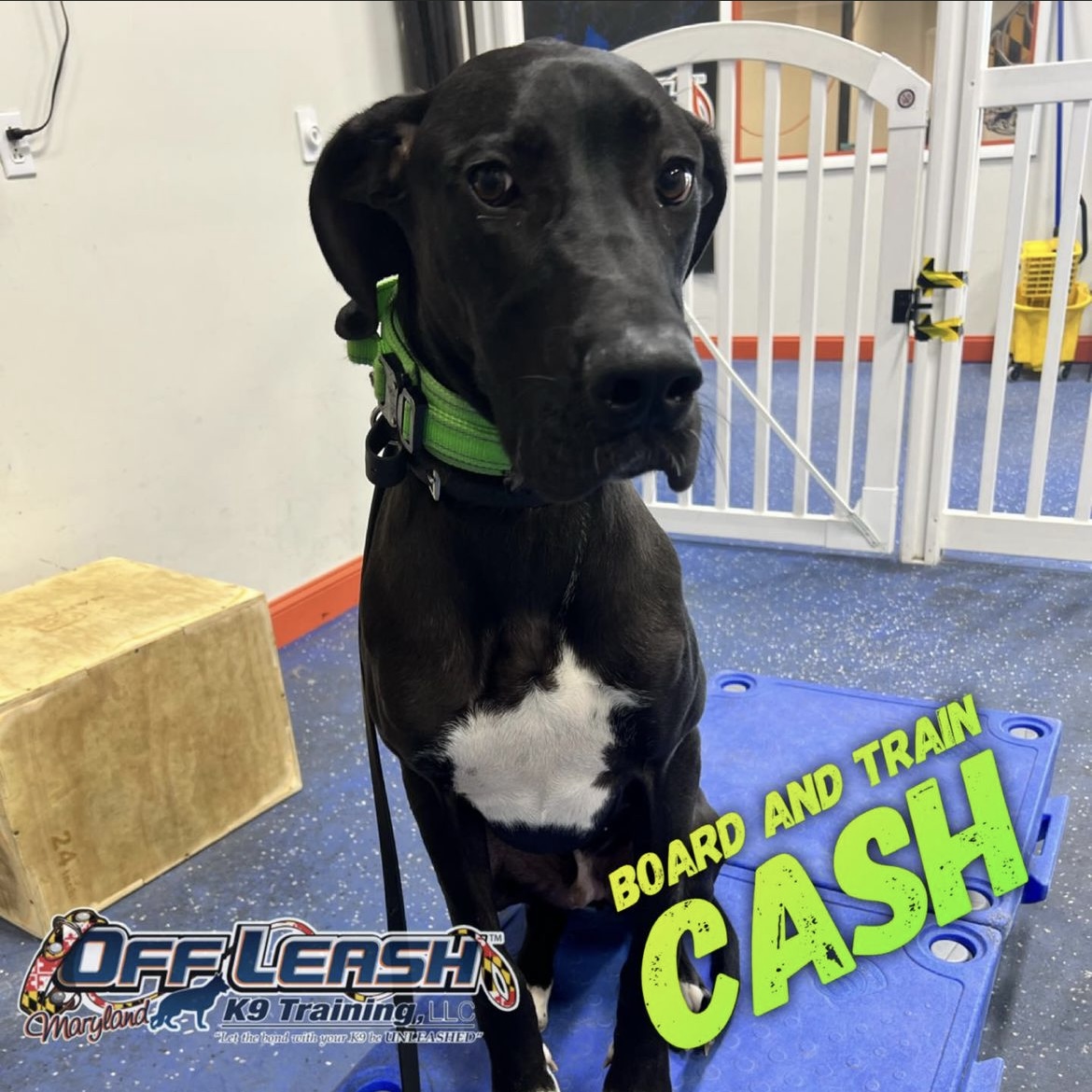 Dog named Cash who completed our board and train dog training