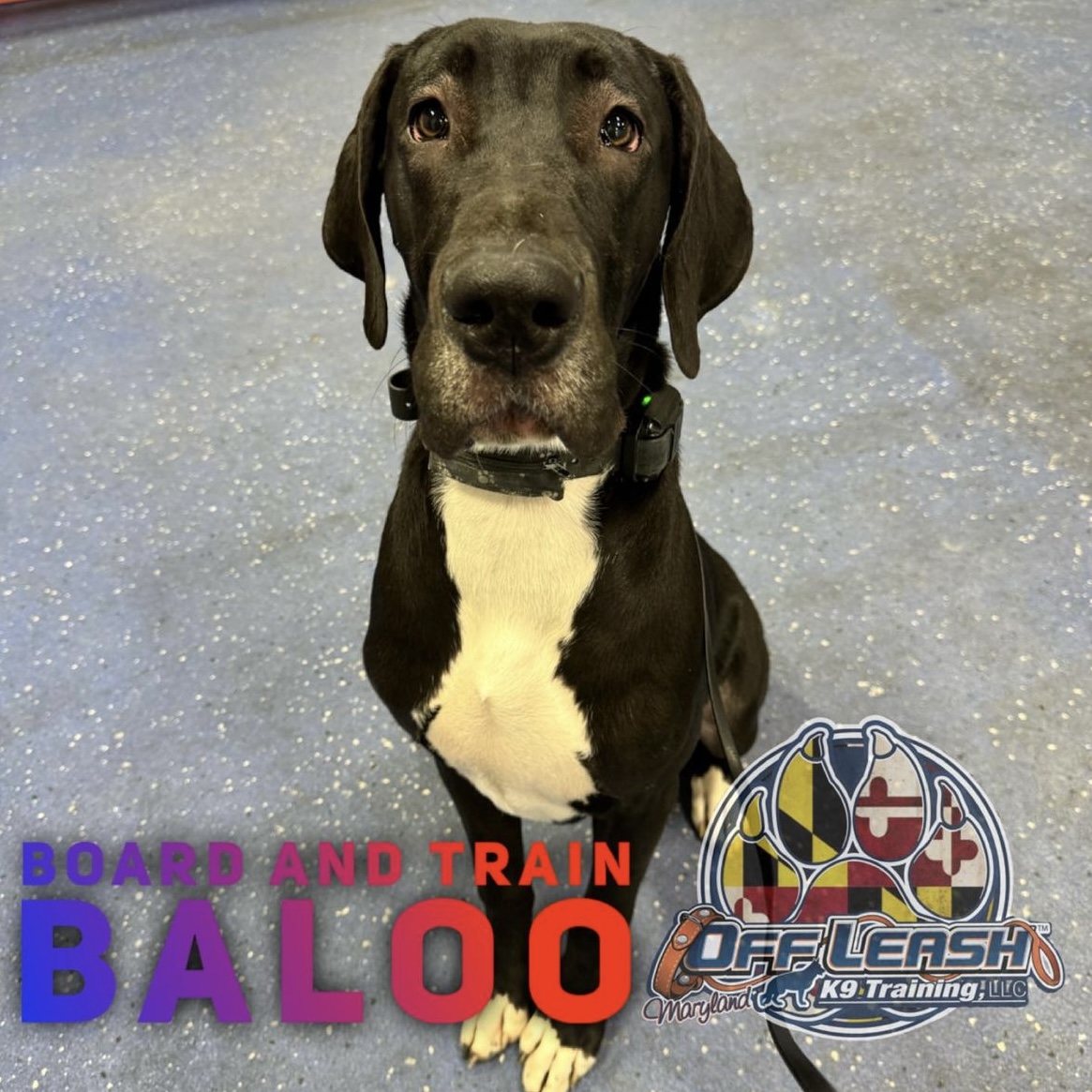 Dog named Baloo who completed our 2 week board and train dog training