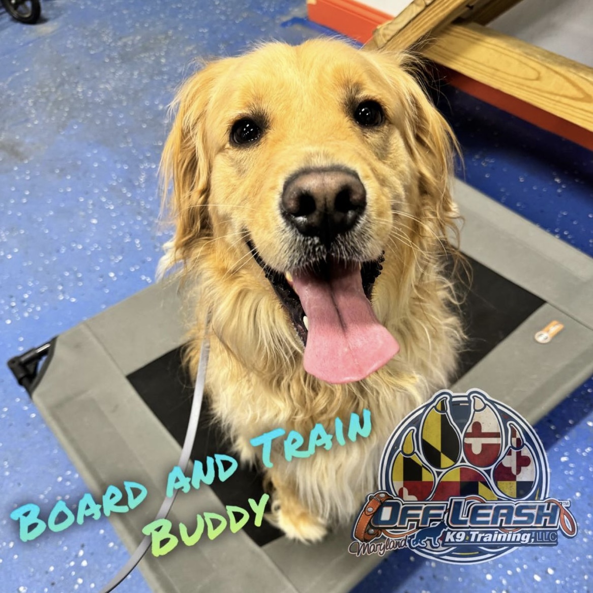 Dog named Buddy who completed our board and train program