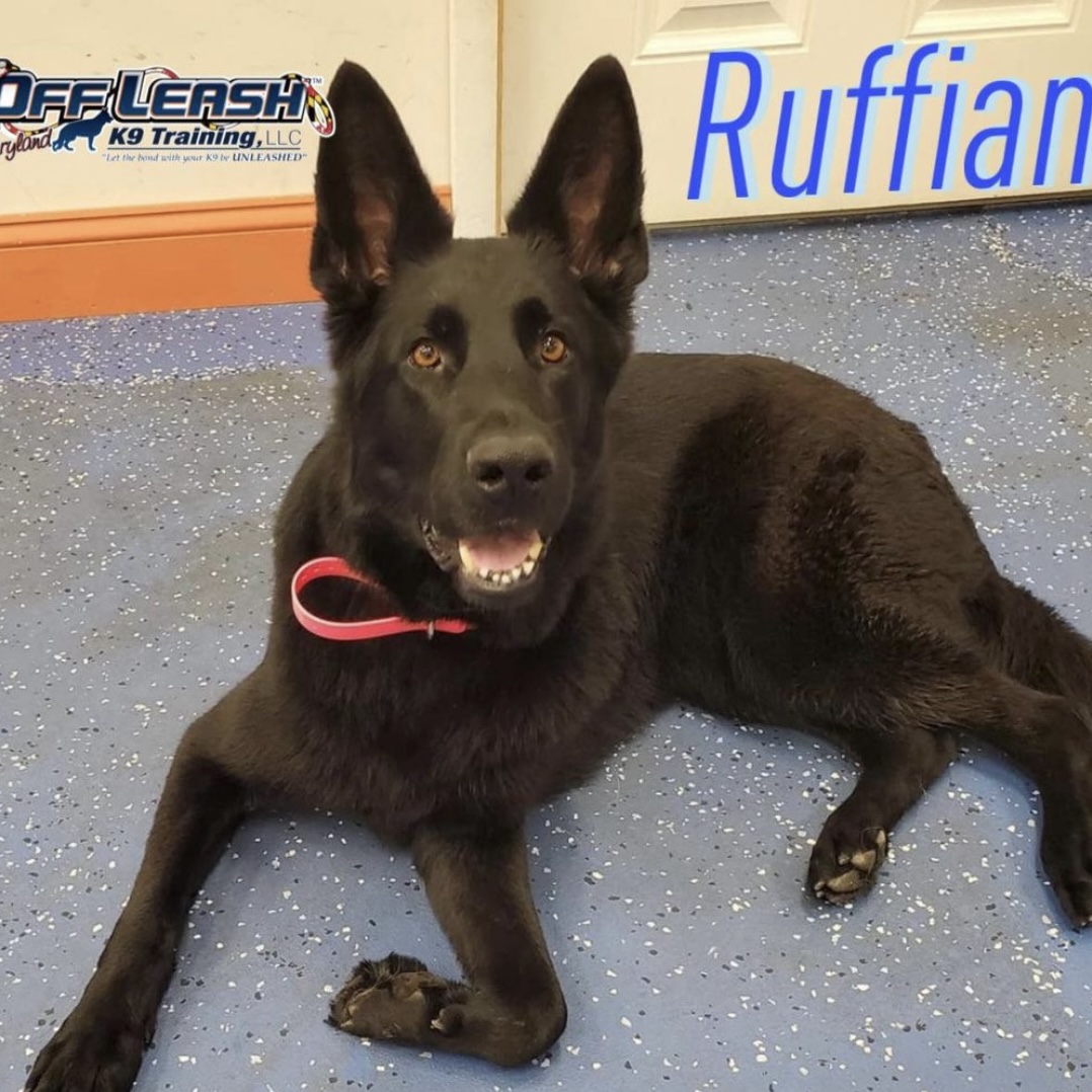Dog named Ruffian who completed his therapy dog training course in Maryland