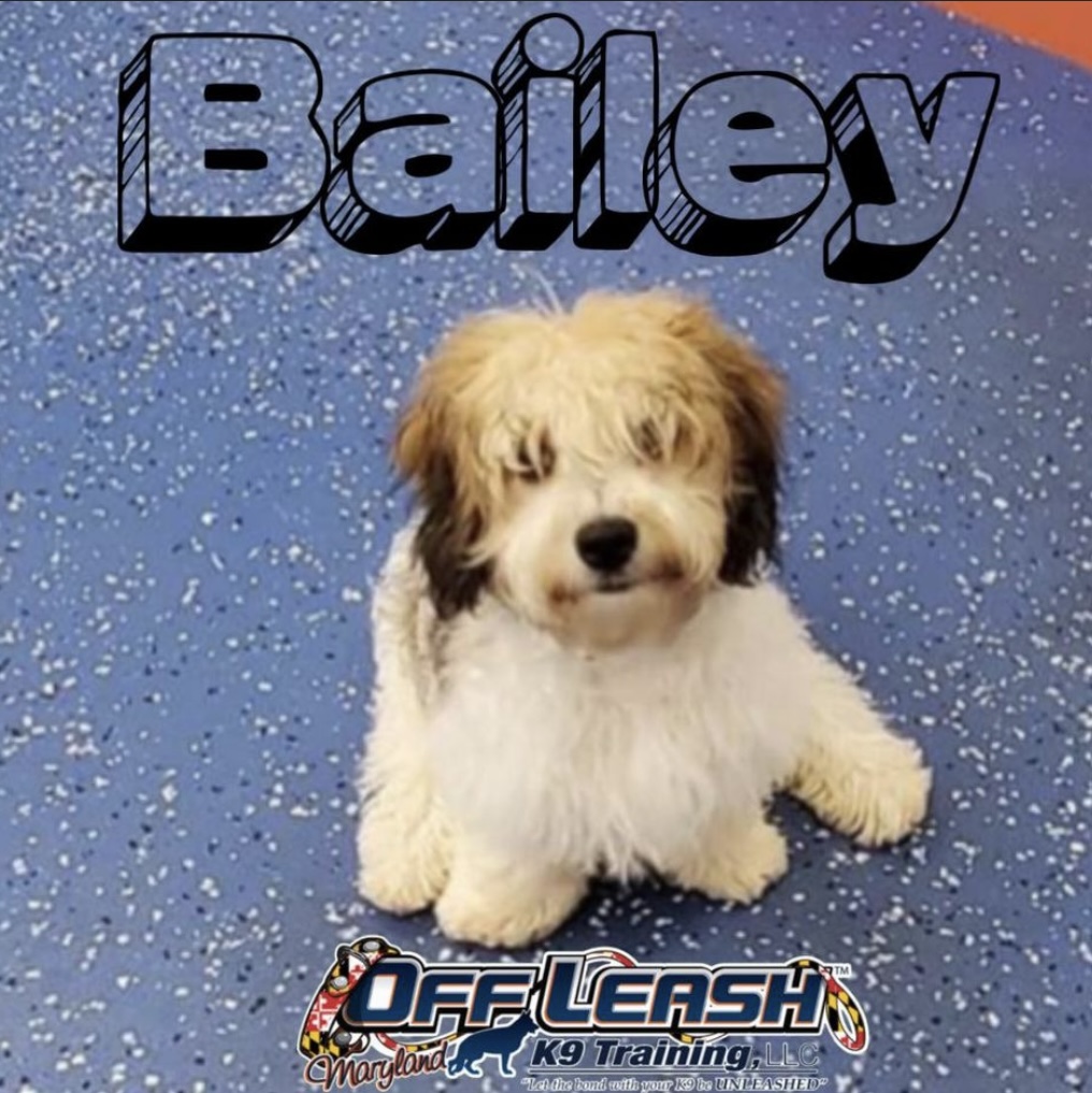 Puppy named Bailey who completed our puppy training classes in MD