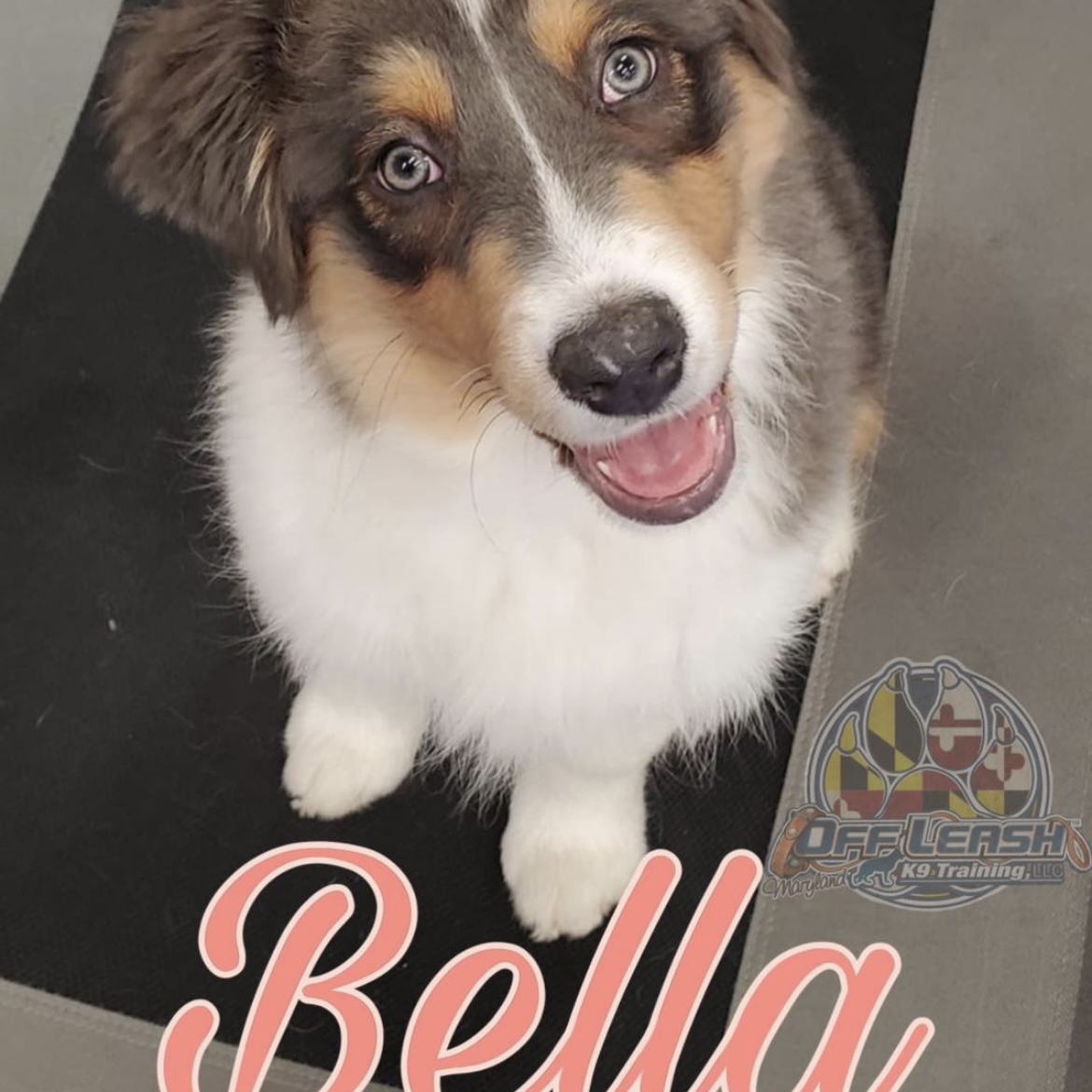Puppy named Bella who enrolled in one of our puppy training packages