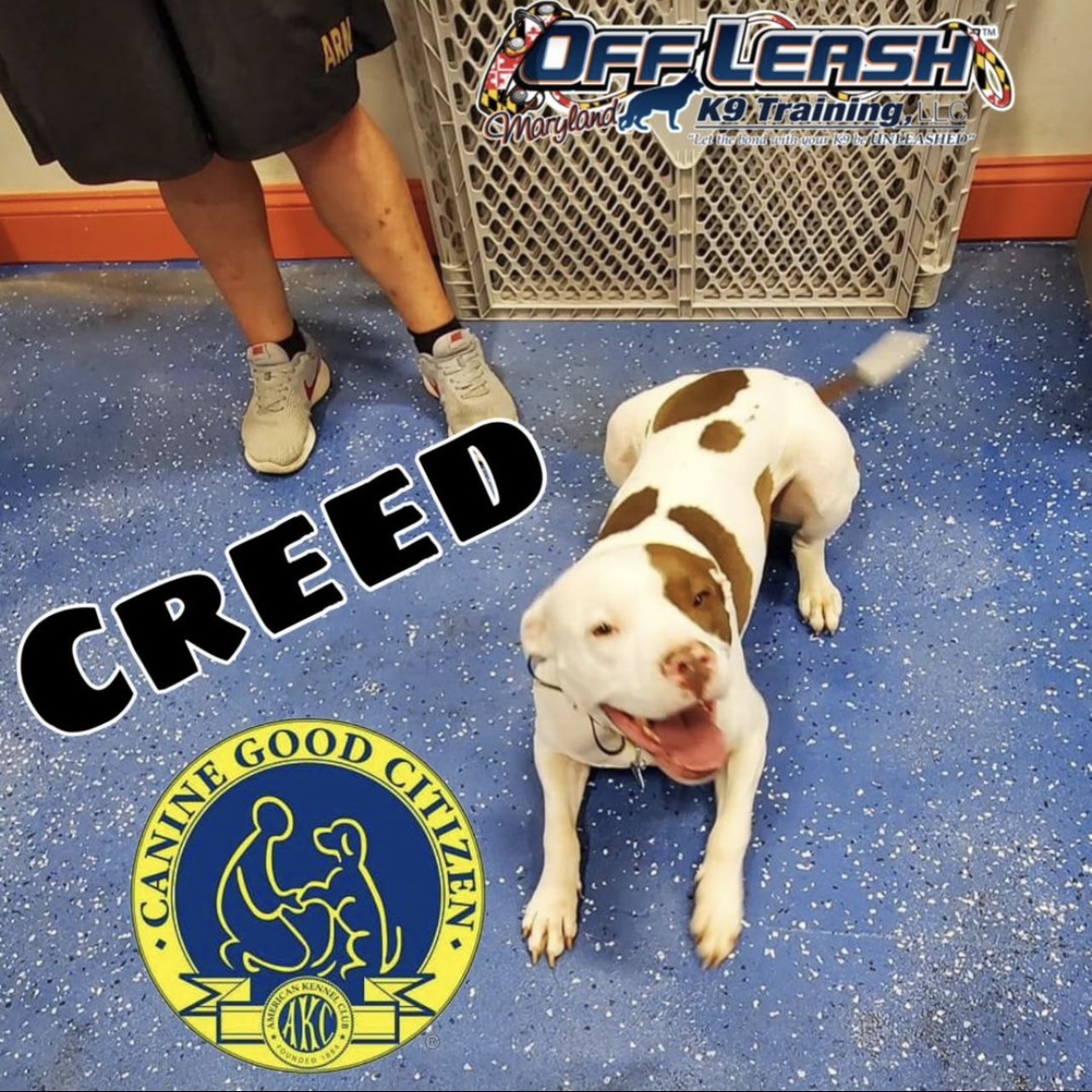 Dog named Creed who completed his Canine Good Citizen Prep Course