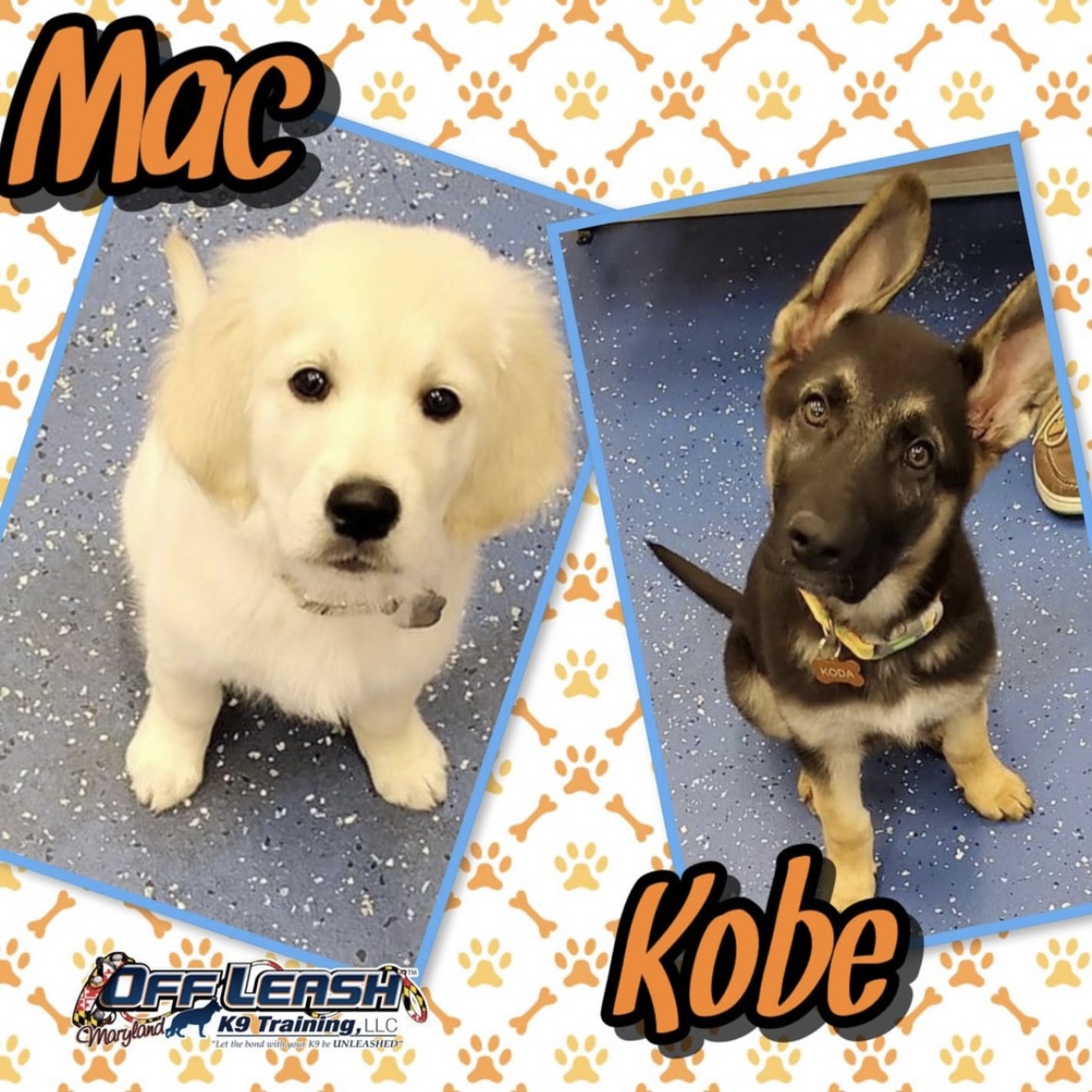 Two puppies, Mac and Kobe, who completed our obedience training for puppies