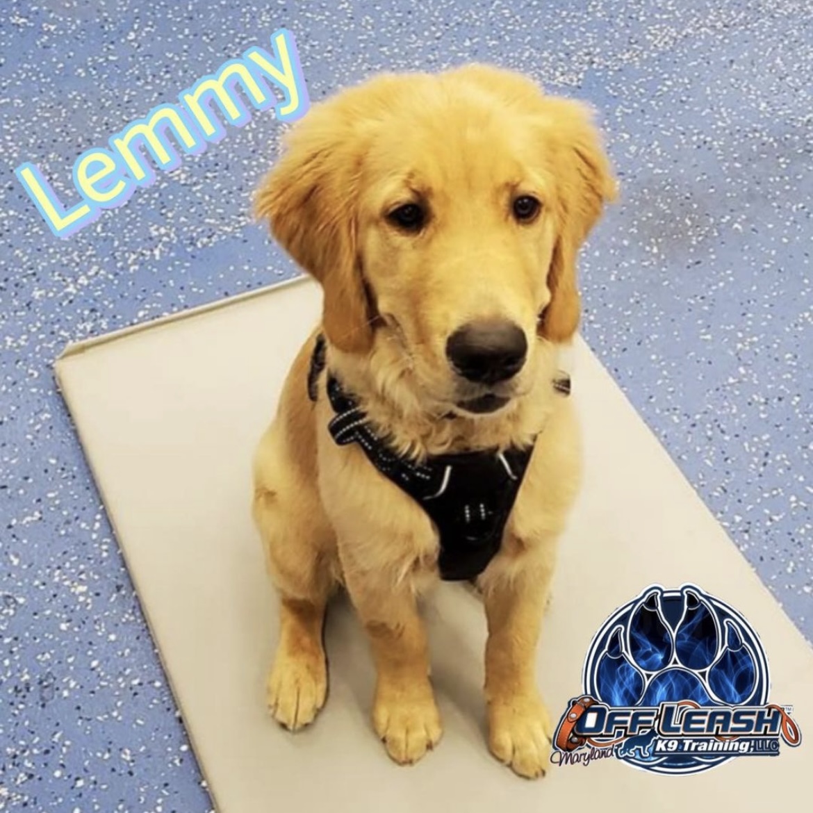Puppy named Lemmy that completed our puppy obedience training program