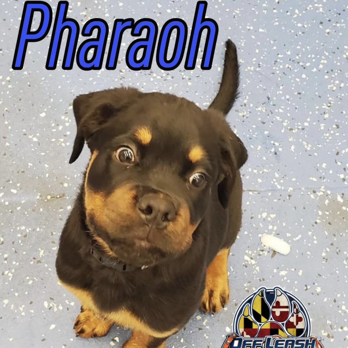 Puppy named Pharaoh who completed puppy training in Maryland