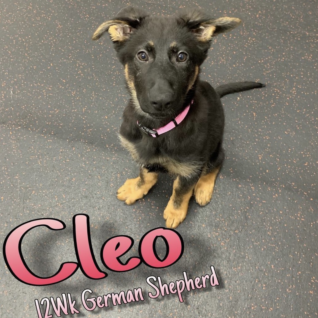 Puppy named Cleo during her puppy training class in Maryland