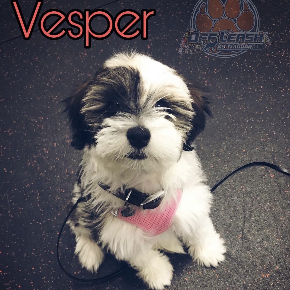 Puppy names Vesper enrolled in puppy training in Maryland