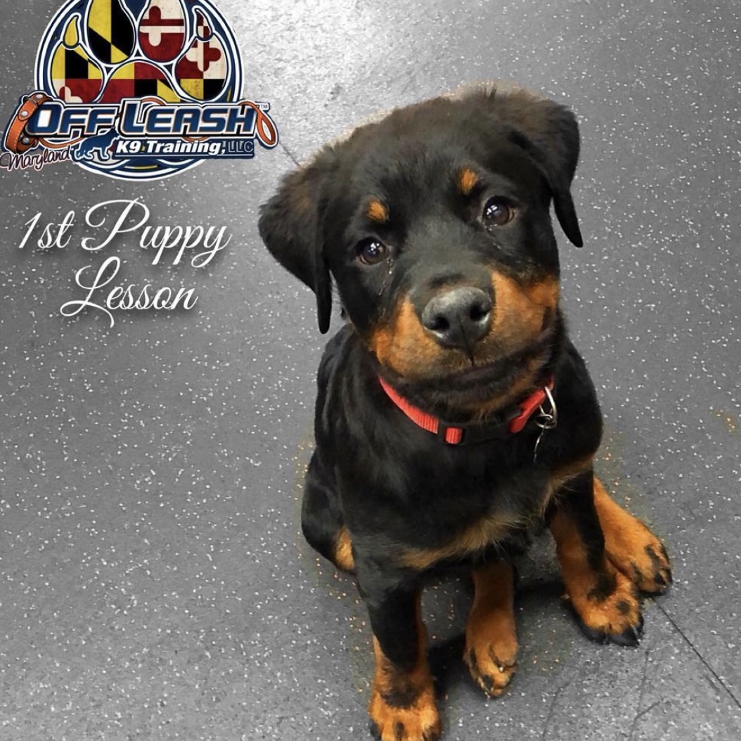 Rottweiler puppy during their first puppy training lesson