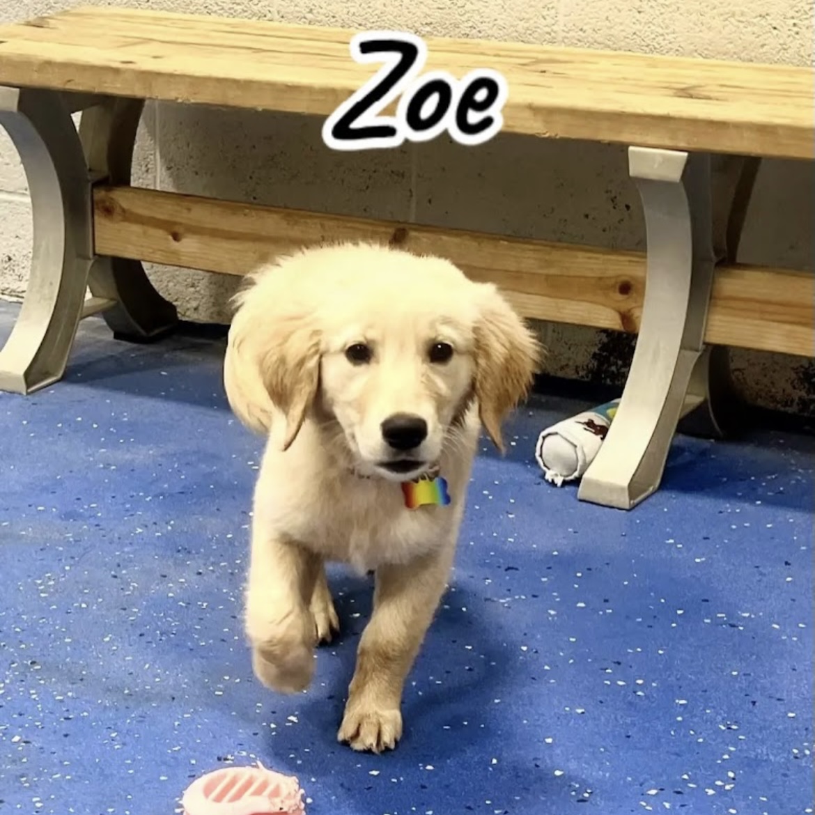 Puppy named Zoe who participated in our puppy training courses