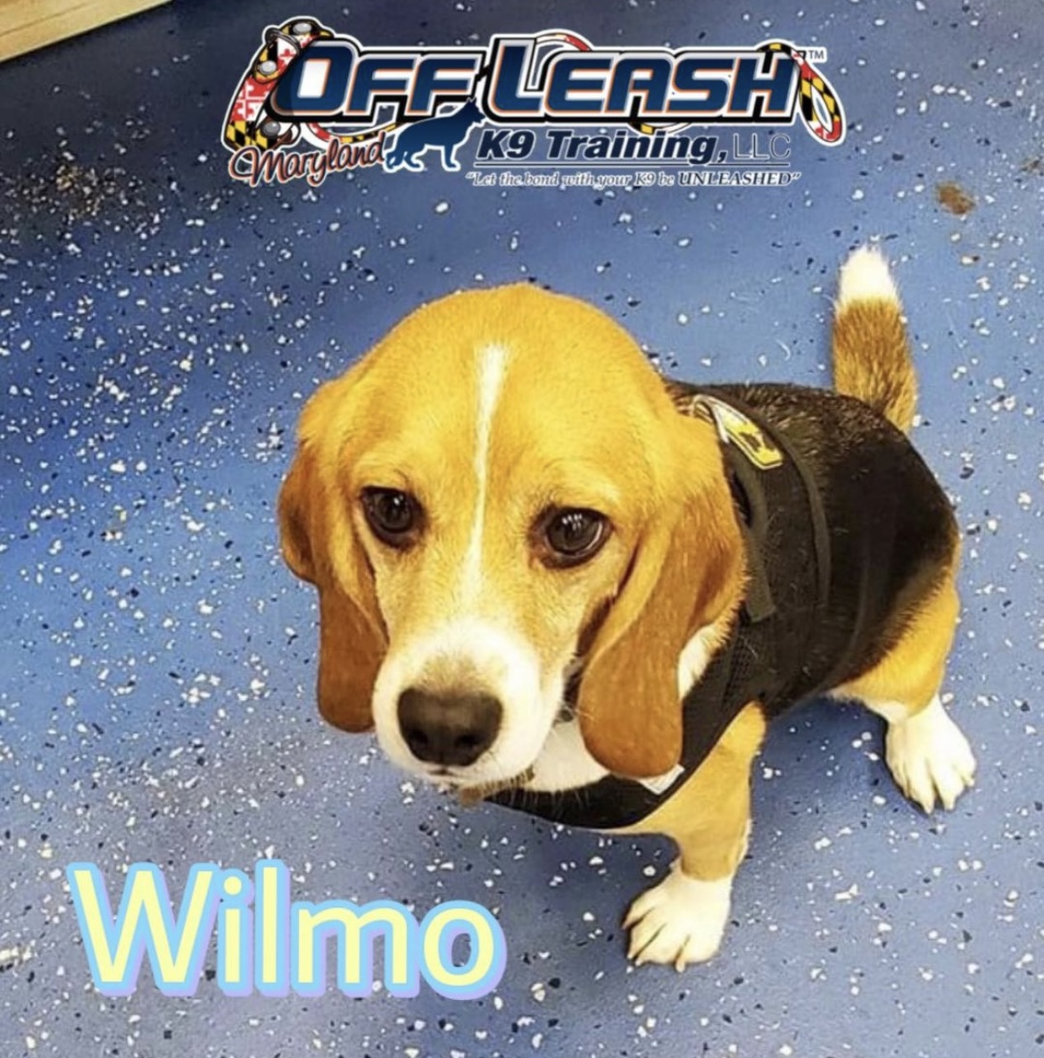 Dog named Wilmo who completed his certified therapy dog training program in Maryland